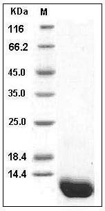 Human Complement C5a Protein SDS-PAGE