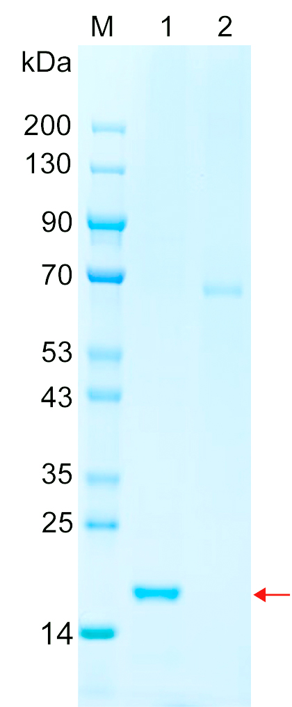 Recombinant AF9 protein (His tag) SDS-PAGE
