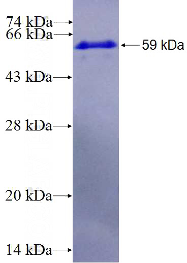Recombinant Human CUL4A SDS-PAGE