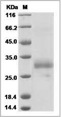 Cynomolgus XEDAR / EDA2R Protein (His Tag)