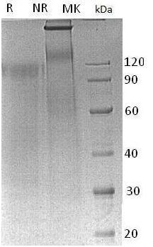 Mouse Sirpa/Ptpns1/mCG_9902 (MIgG2a tag) recombinant protein