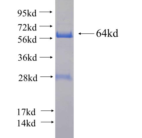 Recombinant human MED1 SDS-PAGE
