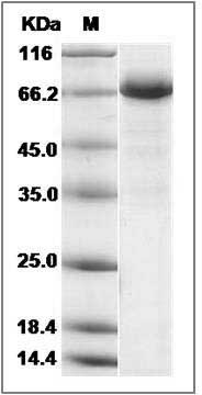 Marmoset IL12B / IL-12B Protein (Fc Tag) SDS-PAGE