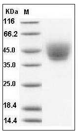 Human CD226 / DNAM-1 Protein (His Tag) SDS-PAGE
