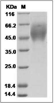 Cynomolgus ICOS Ligand / B7-H2 / ICOSLG Protein (His Tag)