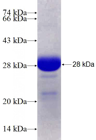 Recombinant Mouse IL-27 SDS-PAGE