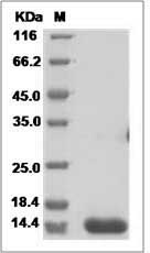 Human IL3 / IL-3 Protein SDS-PAGE