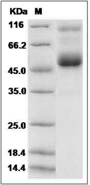 Rat REG4 Protein (Fc Tag) SDS-PAGE