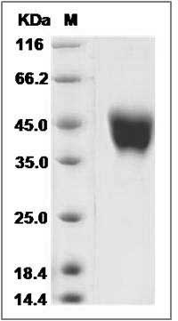 Rabbit CD38 Protein (His Tag) SDS-PAGE