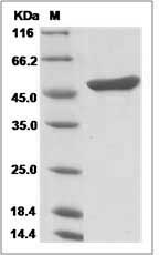 Human APOA4 / Apolipoprotein A-IV Protein (His Tag)