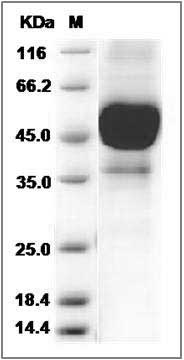 Human CD3e / CD3 epsilon Protein (His & Fc Tag) SDS-PAGE