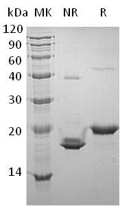 Mouse Gh1/Gh recombinant protein