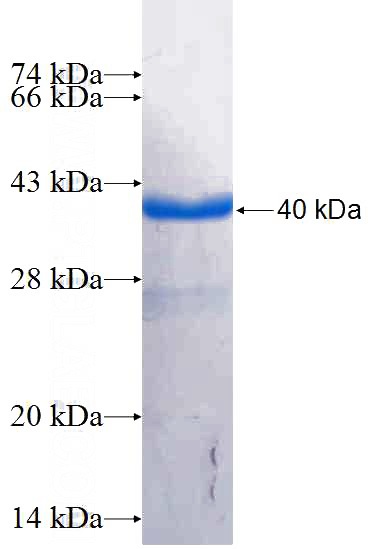 Recombinant Human CEP68 SDS-PAGE