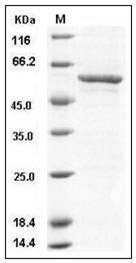 Human SMYD3 / ZMYND1 Protein (GST Tag) SDS-PAGE