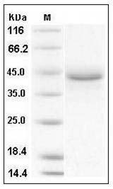 Human LRPAP1 / A2MRAP Protein (His Tag) SDS-PAGE