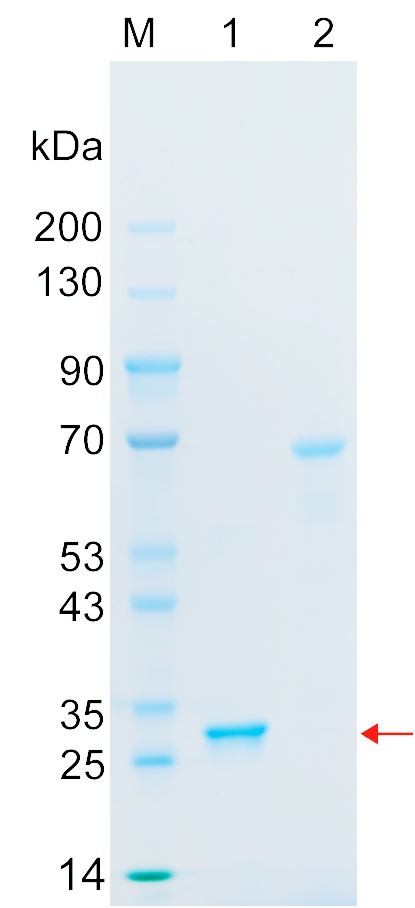 Recombinant BMAL1 protein (His tag) SDS-PAGE
