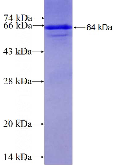 Recombinant Human PTGS1 SDS-PAGE