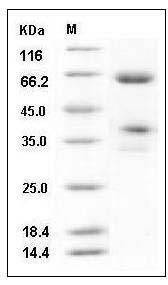 Mouse JAM-2 / JAM-B Protein (Fc Tag) SDS-PAGE