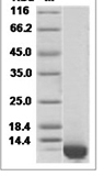 Mouse CXCL2 / MIP-2 Protein (His Tag)