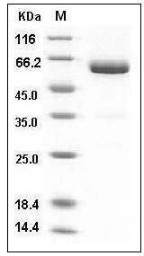 Mouse VSIG4 Protein (His & Fc Tag) SDS-PAGE