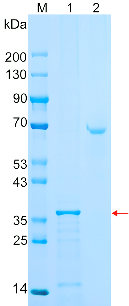 Recombinant BLTP2 protein (His tag) SDS-PAGE