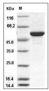 Human MERTK / Mer Protein GST Tag SDS-PAGE