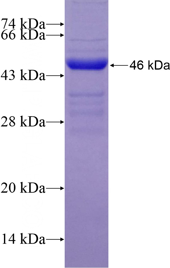 Recombinant Human PLD2 SDS-PAGE