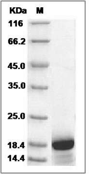 Human ENSA / Endosulfine alpha Protein (His Tag) SDS-PAGE