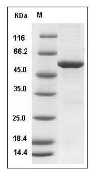 Mouse SPG21 / ACP33 Protein (His & GST Tag) SDS-PAGE