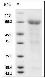 Mouse Epcr / PROCR Protein (Fc Tag) SDS-PAGE