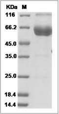 PD1 protein SDS-PAGE