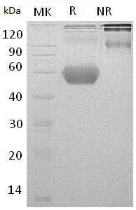 Mouse Tnfrsf18/Gitr (Fc & His tag) recombinant protein