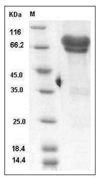 Mouse NGFR / P75 Protein (Fc Tag) SDS-PAGE