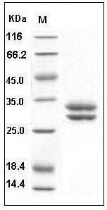 Human JAM-A / F11R Protein (His Tag) SDS-PAGE