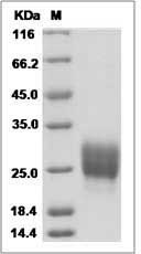 Cynomolgus / Rhesus M-CSF / CSF-1 Protein (His Tag)