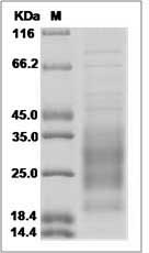 Il31 protein SDS-PAGE
