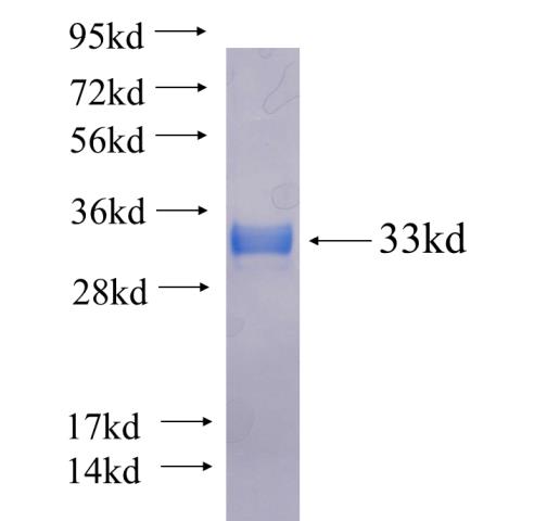 Recombinant human PDE4C SDS-PAGE