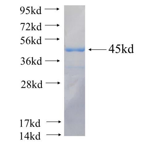 Recombinant human FECH SDS-PAGE