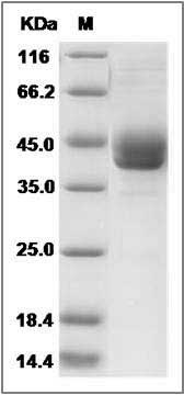 Rat REG1A / PSPS Protein (Fc Tag) SDS-PAGE