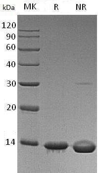 Human LEP/OB/OBS recombinant protein