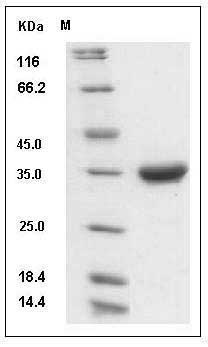 Human IgG4-Fc Protein (108 Ser/Pro) SDS-PAGE