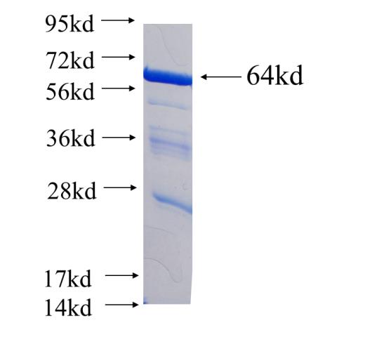 Recombinant human TCERG1 SDS-PAGE