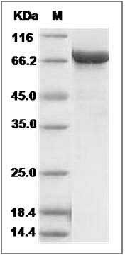 Mouse Prolyl endopeptidase / PREP Protein (His Tag) SDS-PAGE