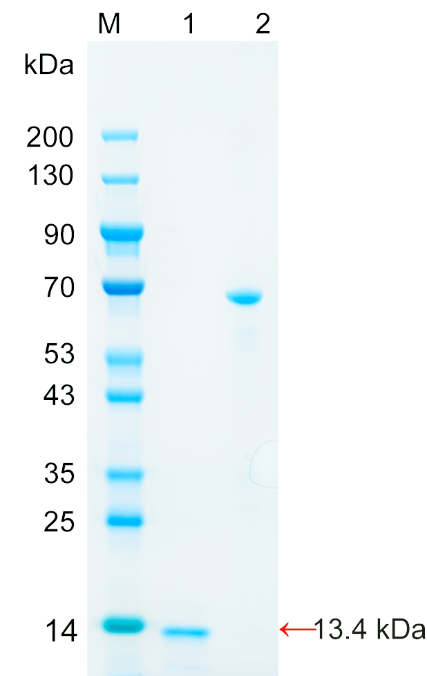 Recombinant SLIRP protein (His tag) SDS-PAGE