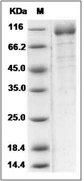 Human ILT6 / LILRA3 Protein (Fc Tag) SDS-PAGE