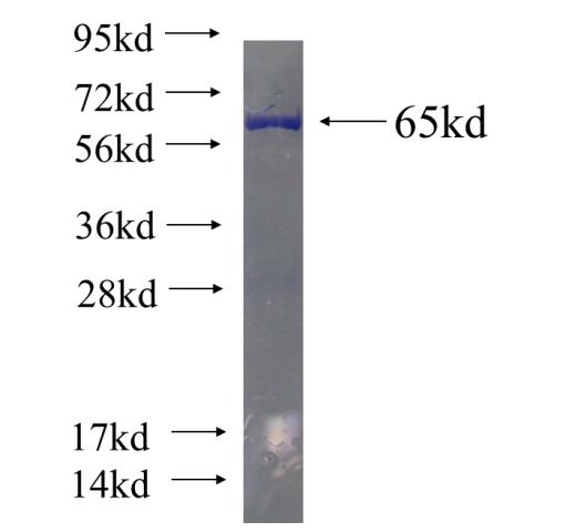 Recombinant Arabidopsis thaliana TASTY SDS-PAGE