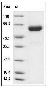 Mouse IFNA13 / Interferon alpha-13 Protein (Fc Tag) SDS-PAGE