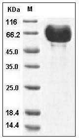 Human B7-DC / PD-L2 / CD273 Protein (His & Fc Tag) SDS-PAGE