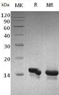 Human CCL28/SCYA28 recombinant protein