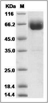 Cynomolgus IFNGR / IFNGR1 Protein (Fc Tag) SDS-PAGE